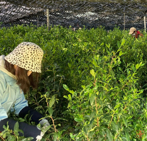 récolte manuelle du cultivar ujihikari